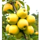 JABŁOŃ GOLDEN DELICJUSZ soczyste niskopienne - sadzonki 110 / 140 cm