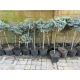 Świerk Glauca Globosa na Pniu szczepiony - sadzonki 80 / 100 cm