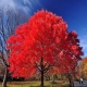 Klon czerwony duże drzewo 3-4 m obwód 5-12 cm