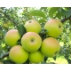 JABŁOŃ KOSZTELA stara odmiana smak dzieciństwa - sadzonki 110 / 140 cm