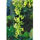 WIERZBA BABILOŃSKA pokręcona duża roślina - sadzonki 120 / 150 cm