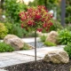 KRZEWUSZKA WEIGELA na pniu z DWUKOLOROWYM LIŚCIEM - sadzonki 100 / 120 cm