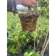 LAUROWIŚNIA Pakiet 10 sztuk - sadzonki 50 / 70 cm