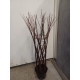 WIERZBA pleciona drzewko na taras - sadzonki 70 / 90 cm