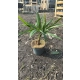 PALMA Trachycarpus fortunei mrozoodporna - sadzonki 30 / 50 cm