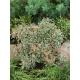 PIERIS Little Heath zielono-biały zimozielony - sadzonki 40 / 60 cm