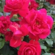RÓŻA rabatowa różowa - sadzonki 20 / 30 cm