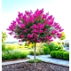 LAGERSTROEMIA na pniu Różowa bez południa - sadzonki 100 / 120 cm