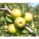 JABŁOŃ SZARA RENETA stara odmiana odporna - sadzonki 110 / 140 cm