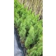 TUJA SZMARAGD - sadzonki 50 / 70 cm