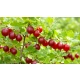 AGREST krzak duży czerwony obficie owocuje - sadzonki 30 / 40 cm