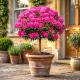 RODODENDRON NA PNIU RÓŻOWO - MALINOWY - sadzonki 60 / 70 cm