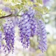 GLICYNIA WISTERIA szczepiona biało - fioletowa - sadzonki 120 / 150 cm