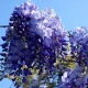 GLICYNIA WISTERIA szczepiona fioletowo - niebieska - sadzonki 120 / 150 cm