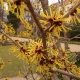 OCZAR WIRGINIŃSKI żółty zimą kwitnący - sadzonki 50 / 80 cm