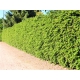 BERBERYS zielony kolumnowy - sadzonki 70 / 100 cm