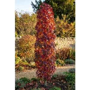 AMBROWIEC SZCZEPIONY KOLUMNOWY SLENDER SILHOUETTE - sadzonki 100 / 130 cm