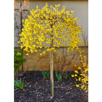 OCZAR WIRGINIJSKI ŻÓŁTY NA PNIU - sadzonki 40 / 50 cm