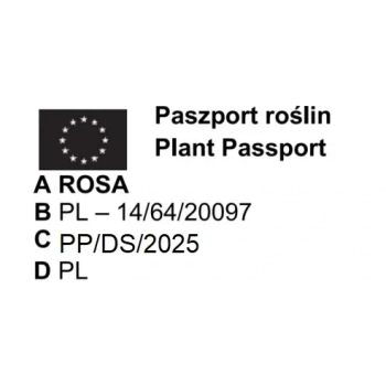 RÓŻA OKRYWOWA ŻÓŁTA w donicy - sadzonki 10 / 20 cm