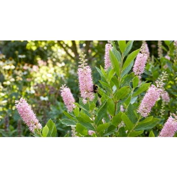 ORSZELINA OLCHOLISTNA PINK SPIRE - sadzonki 10 / 20 cm