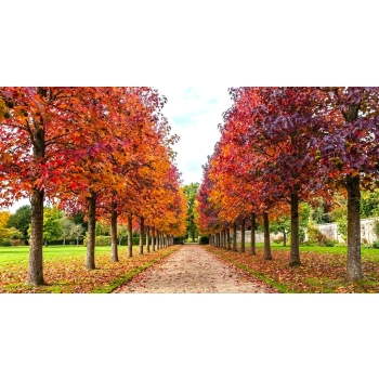 AMBROWIEC AMERYKAŃSKI WORPLESDON - sadzonki 100 / 120 cm