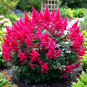 TAWUŁKA JAPOŃSKA VESUVIUS - sadzonki 10 / 20 cm