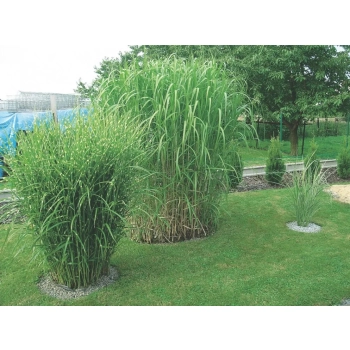 TRAWA MISKANT olbrzymi GIGANTEUS Pakiet 5 sztuk - sadzonki 30 / 50 cm