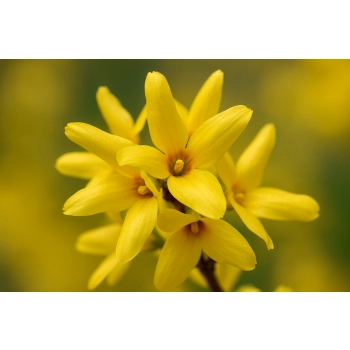 FORSYCJA żywopłot, złoto w Twoim ogrodzie PAKIET 5 SZT - sadzonki 40 / 60 cm