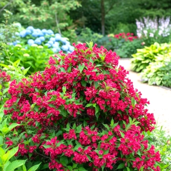 KRZEWUSZKA WEIGELA CHERRY LOVE - sadzonki 10 / 20 cm