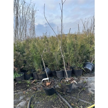 JARZĄB SZWEDZKI szczepiony kolumnowy oryginał - sadzonki 70 / 100 CM