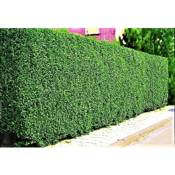 LIGUSTR LIGUSTER Pakiet 5 sztuk duże - sadzonki 70 / 100 cm