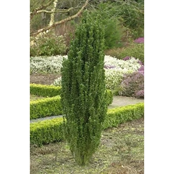 OSTROKRZEW karbowanolistny kolumnowy PAKIET 5 sztuk - sadzonki 20 / 30 cm