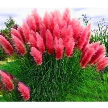 TRAWA PAMPASOWA różowa Pakiet 5 sztuk - sadzonki 20 / 30 cm