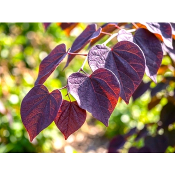 JUDASZOWIEC ZWISAJĄCY RUBY FALLS SZCZEPIONY - sadzonki 40 / 60 cm