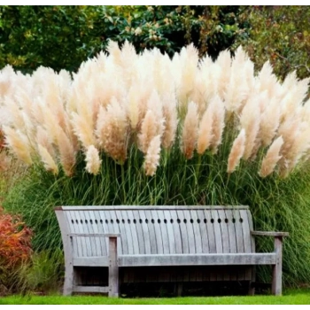 TRAWA PAMPASOWA kremowa PAKIET 5 sztuk odporna na mróz - sadzonki 20 / 30 cm