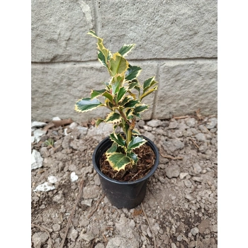 OSTROKRZEW ARGENTEA MARGINATA PAKIET 5 sztuk - sadzonki 10 / 20 cm