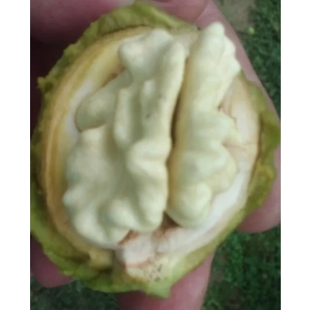 ORZECH WŁOSKI JACEK duże orzechy - sadzonki 40 / 60 cm