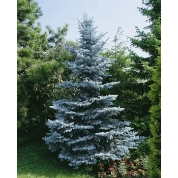 ŚWIERK SREBNY Pakiet 5 sztuk - sadzonki 20 / 30 cm