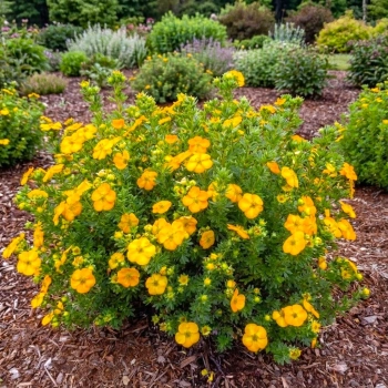 PIĘCIORNIK BELLA SOL żółto - pomarańczowy - sadzonki 10 / 20 cm