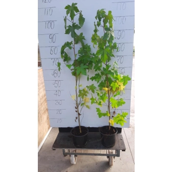 AMBROWIEC KOLUMNOWY - sadzonki 90 / 110 cm