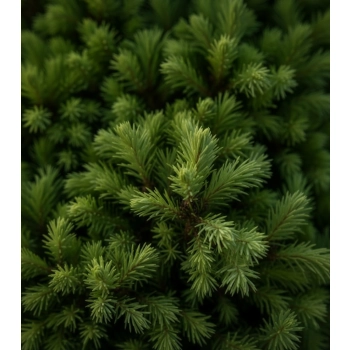 ŚWIERK BIAŁY CONICA - sadzonki 10 / 20 cm