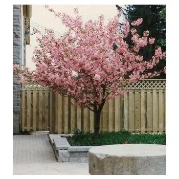 WIŚNIA KANZAN szczepiona NA PNIU - sadzonki 130 / 150 CM