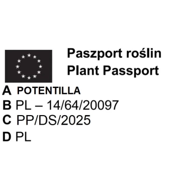 PIĘCIORNIK BELLISSIMA różowy - sadzonki 10 / 20 cm