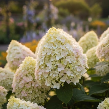 HORTENSJA BUKIETOWA DIAMANTINO - sadzonki 10 / 20 cm