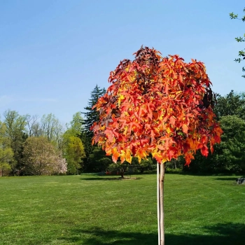 AMBROWIEC NA PNIU - sadzonki 90 / 110 cm