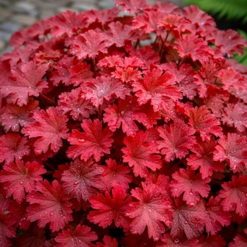 ŻURAWKA FIRE ALARM - sadzonki 10 / 20 cm