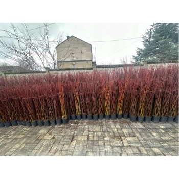 WIERZBA PLECIONA RĘCZNIE DUŻA ROŚLIN 180 cm