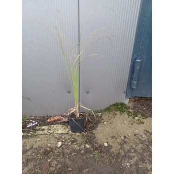 TRAWA PAMPASOWA kremowa PAKIET 5 sztuk odporna na mróz - sadzonki 20 / 30 cm