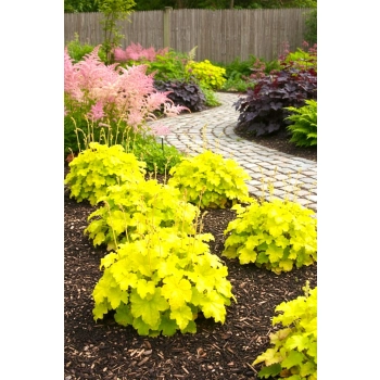 ŻURAWKA LEMON SUPREME - sadzonki 10 / 20 cm