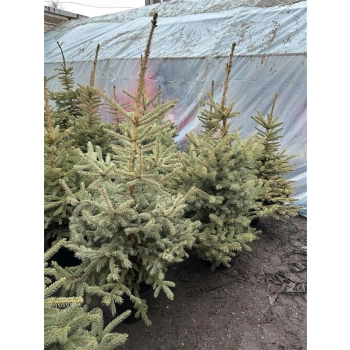 ŚWIERK SREBRNY CHOINKA DUŻA ROŚLINA DONICZKOWANE - sadzonki 130 / 150 cm